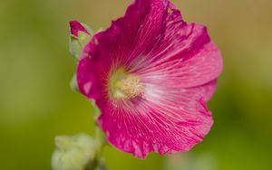 Preview wallpaper hollyhock, flower, petals, pink, blur