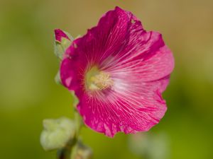 Preview wallpaper hollyhock, flower, petals, pink, blur