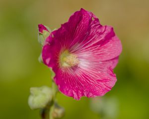 Preview wallpaper hollyhock, flower, petals, pink, blur