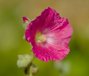 Preview wallpaper hollyhock, flower, petals, pink, blur
