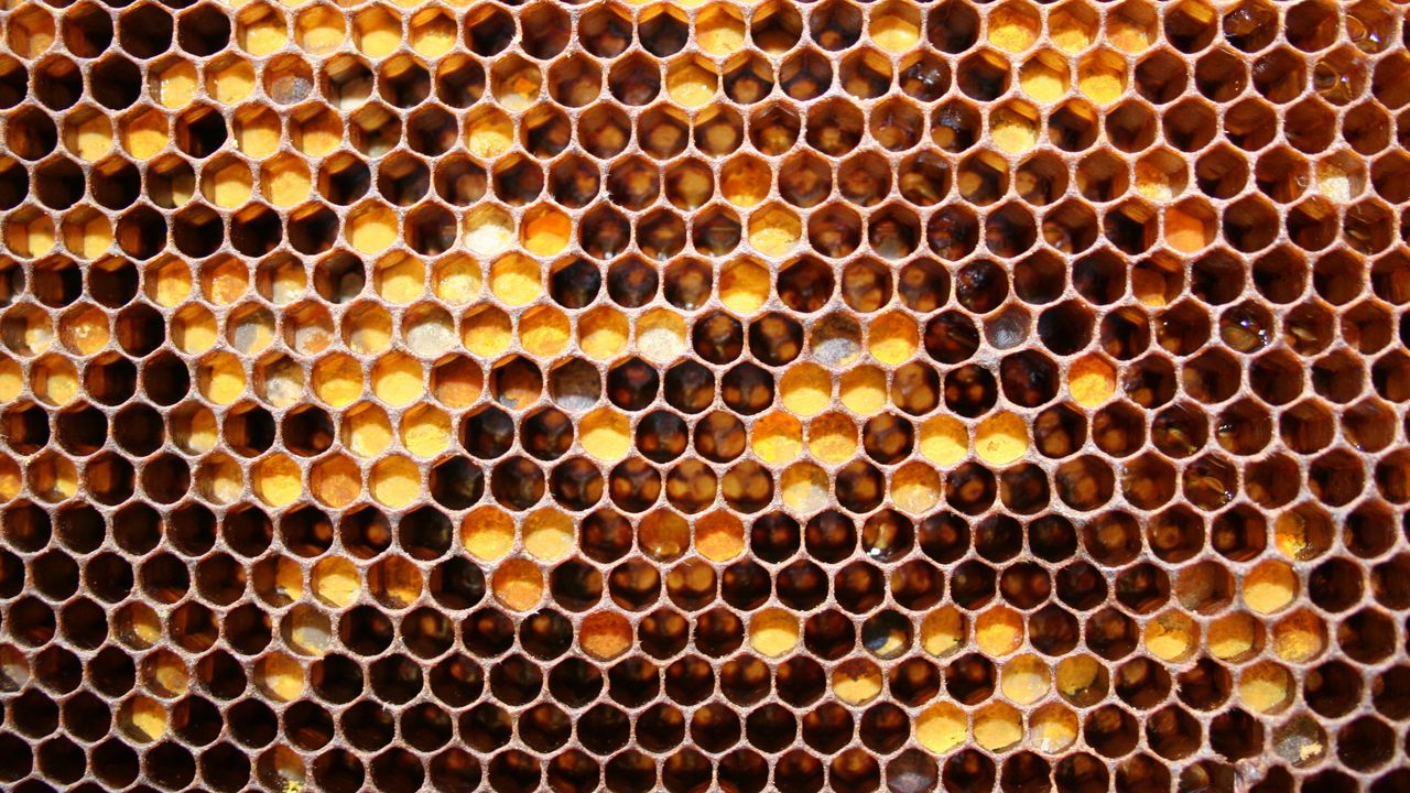 Wallpaper honeycombs, may honey, honey
