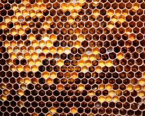 Preview wallpaper honeycombs, may honey, honey