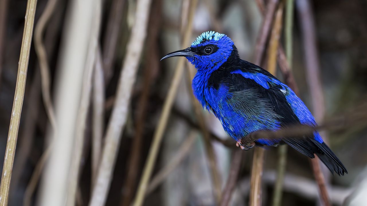 Wallpaper honeycreeper, blue, bird, grass, wildlife