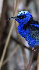 Preview wallpaper honeycreeper, blue, bird, grass, wildlife