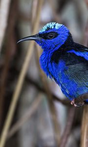 Preview wallpaper honeycreeper, blue, bird, grass, wildlife