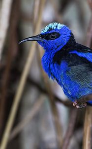 Preview wallpaper honeycreeper, blue, bird, grass, wildlife