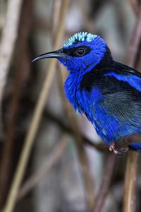 Preview wallpaper honeycreeper, blue, bird, grass, wildlife