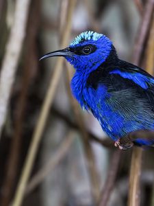 Preview wallpaper honeycreeper, blue, bird, grass, wildlife