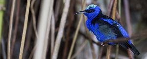 Preview wallpaper honeycreeper, blue, bird, grass, wildlife