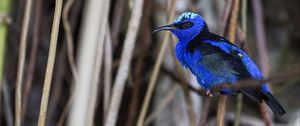 Preview wallpaper honeycreeper, blue, bird, grass, wildlife