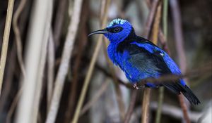 Preview wallpaper honeycreeper, blue, bird, grass, wildlife