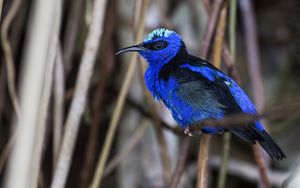 Preview wallpaper honeycreeper, blue, bird, grass, wildlife