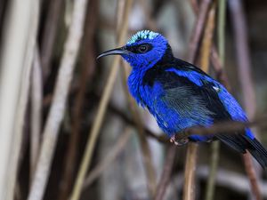 Preview wallpaper honeycreeper, blue, bird, grass, wildlife