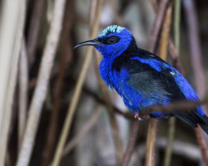 Preview wallpaper honeycreeper, blue, bird, grass, wildlife