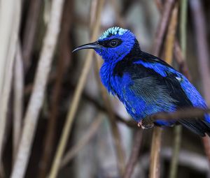 Preview wallpaper honeycreeper, blue, bird, grass, wildlife