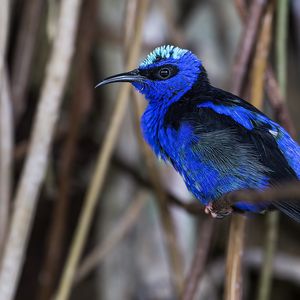 Preview wallpaper honeycreeper, blue, bird, grass, wildlife