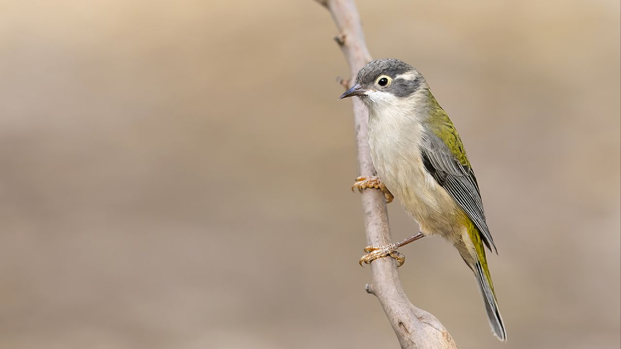 Wallpaper honeyeater, bird, branch, blur, wildlife