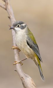 Preview wallpaper honeyeater, bird, branch, blur, wildlife