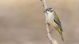 Preview wallpaper honeyeater, bird, branch, blur, wildlife