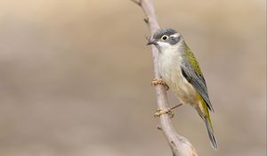 Preview wallpaper honeyeater, bird, branch, blur, wildlife