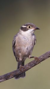 Preview wallpaper honeyeater, bird, branch, wildlife