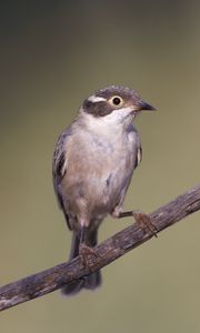 Preview wallpaper honeyeater, bird, branch, wildlife