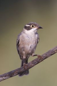 Preview wallpaper honeyeater, bird, branch, wildlife