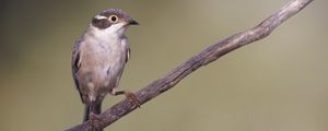 Preview wallpaper honeyeater, bird, branch, wildlife