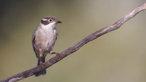 Preview wallpaper honeyeater, bird, branch, wildlife