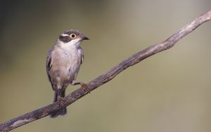 Preview wallpaper honeyeater, bird, branch, wildlife