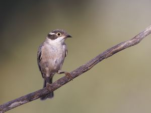 Preview wallpaper honeyeater, bird, branch, wildlife