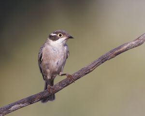 Preview wallpaper honeyeater, bird, branch, wildlife