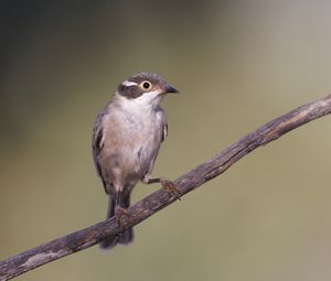 Preview wallpaper honeyeater, bird, branch, wildlife