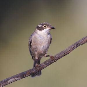 Preview wallpaper honeyeater, bird, branch, wildlife