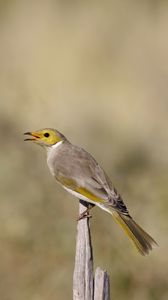 Preview wallpaper honeyeater, bird, wildlife