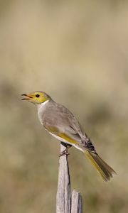 Preview wallpaper honeyeater, bird, wildlife