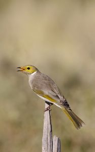 Preview wallpaper honeyeater, bird, wildlife