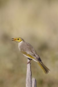 Preview wallpaper honeyeater, bird, wildlife