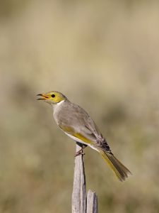 Preview wallpaper honeyeater, bird, wildlife