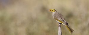 Preview wallpaper honeyeater, bird, wildlife