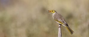 Preview wallpaper honeyeater, bird, wildlife