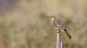 Preview wallpaper honeyeater, bird, wildlife