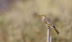 Preview wallpaper honeyeater, bird, wildlife