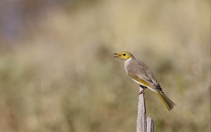 Preview wallpaper honeyeater, bird, wildlife