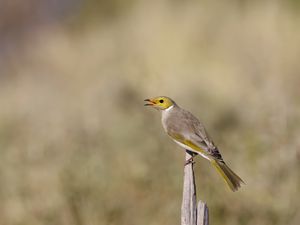 Preview wallpaper honeyeater, bird, wildlife