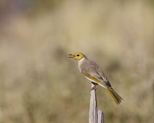 Preview wallpaper honeyeater, bird, wildlife