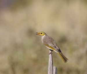 Preview wallpaper honeyeater, bird, wildlife