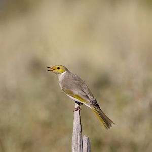 Preview wallpaper honeyeater, bird, wildlife