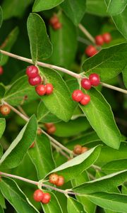 Preview wallpaper honeysuckle, berries, leaves, branches, macro