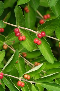 Preview wallpaper honeysuckle, berries, leaves, branches, macro